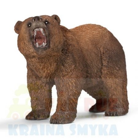 niedzwiedz.jpg