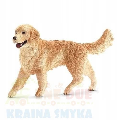GOLDEN-RETRIEVER-SUCZKA.jpg
